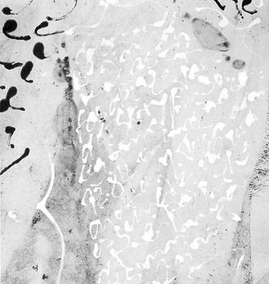Detail_03_1985.jpg